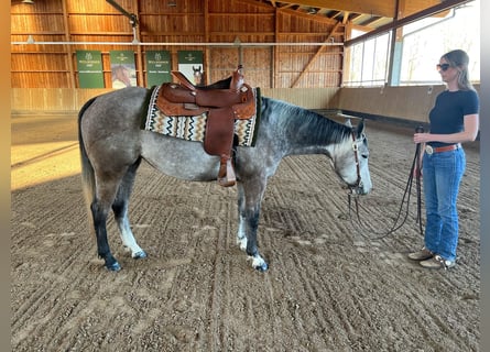 American Quarter Horse, Mare, 4 years, 14.3 hh, Gray