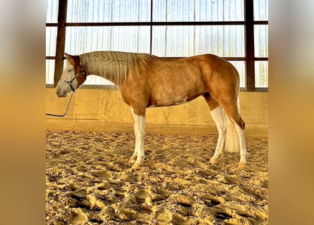 American Quarter Horse, Mare, 4 years, 14,3 hh, Palomino