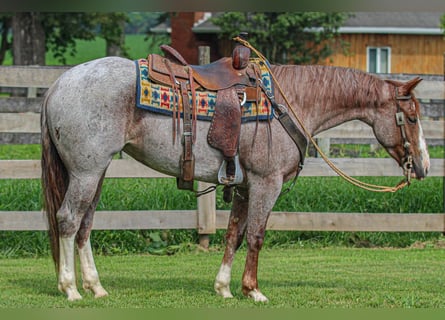 American Quarter Horse, Mare, 4 years, 14.3 hh, Roan-Red