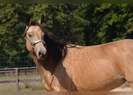 American Quarter Horse, Mare, 4 years, 14 hh, Buckskin
