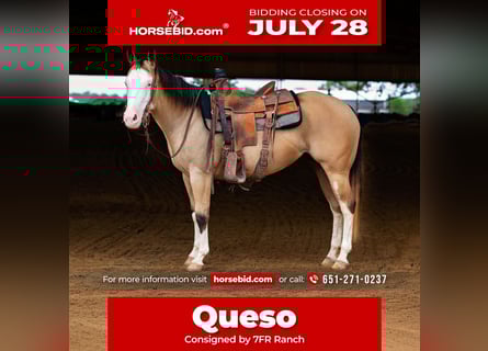 American Quarter Horse, Mare, 4 years, 14,1 hh, Buckskin