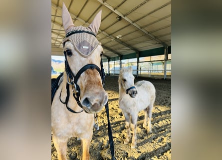 American Quarter Horse, Mare, 4 years, 14,1 hh, Palomino