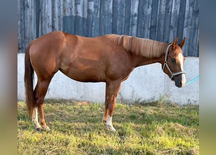 American Quarter Horse, Mare, 4 years, 14,2 hh, Chestnut-Red