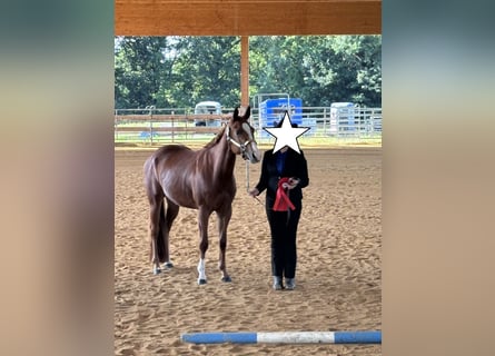 American Quarter Horse, Mare, 4 years, 14,2 hh, Chestnut-Red