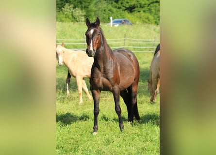 American Quarter Horse, Mare, 4 years, 14,2 hh, Roan-Bay