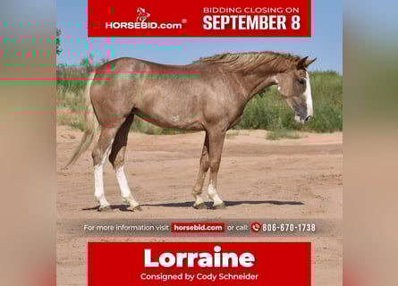 American Quarter Horse, Mare, 4 years, 14,2 hh, Roan-Red