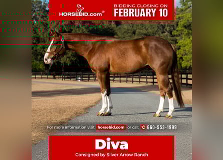 American Quarter Horse, Mare, 4 years, 14,2 hh, Sorrel