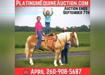 American Quarter Horse, Mare, 4 years, 14,3 hh, Chestnut