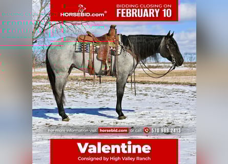 American Quarter Horse, Mare, 4 years, 14,3 hh, Roan-Blue