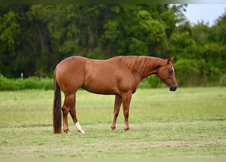 American Quarter Horse, Mare, 4 years, 14,3 hh, Sorrel