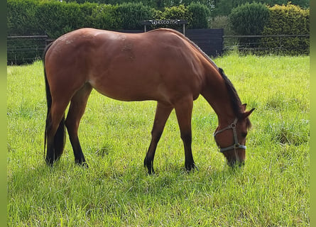 American Quarter Horse, Stute, 4 Jahre, 15,2 hh, Brauner