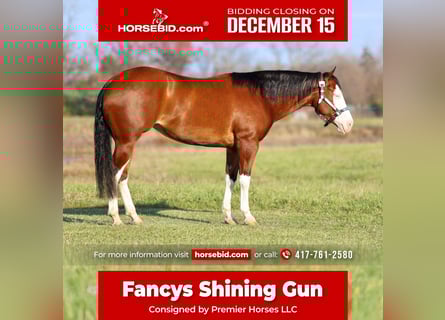 American Quarter Horse, Mare, 4 years, 15 hh, Bay