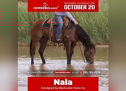 American Quarter Horse, Mare, 4 years, 15 hh, Bay