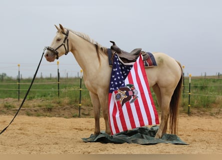 American Quarter Horse, Mare, 4 years, 15 hh, Champagne