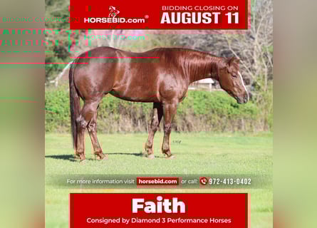 American Quarter Horse, Mare, 4 years, 15 hh, Chestnut