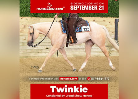 American Quarter Horse, Mare, 4 years, 15 hh, Palomino