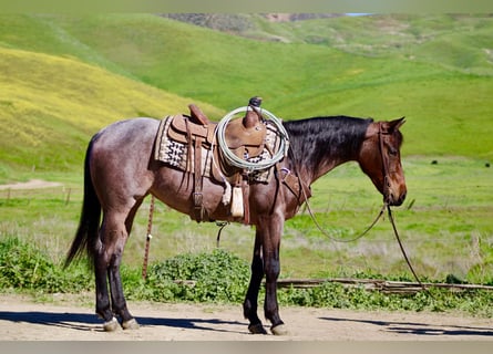 American Quarter Horse, Mare, 4 years, 15 hh, Roan-Bay