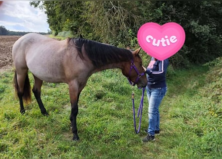 American Quarter Horse, Mare, 4 years, 15 hh, Roan-Bay