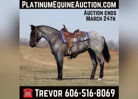 American Quarter Horse, Mare, 4 years, 15 hh, Roan-Blue