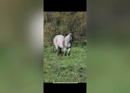 American Quarter Horse, Mare, 4 years, 15,1 hh, Grullo