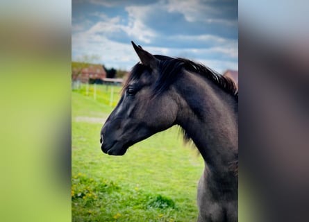 American Quarter Horse, Mare, 4 years, 15,1 hh, Grullo