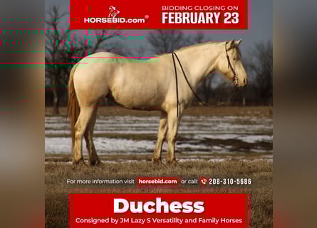 American Quarter Horse Mix, Mare, 4 years, 15,1 hh, Perlino