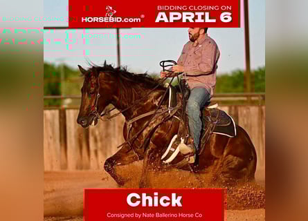 American Quarter Horse, Mare, 4 years, 15,1 hh, Sorrel