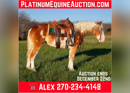 American Quarter Horse, Mare, 4 years, 16 hh, Chestnut