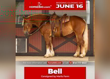 American Quarter Horse Mix, Mare, 4 years, 16,1 hh, Sorrel