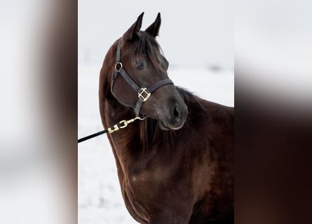 American Quarter Horse, Mare, 4 years, Black