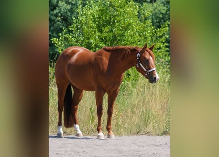 American Quarter Horse, Mare, 4 years, Chestnut-Red
