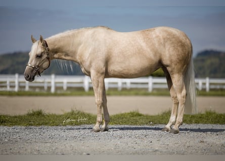 American Quarter Horse, Mare, 4 years, Palomino