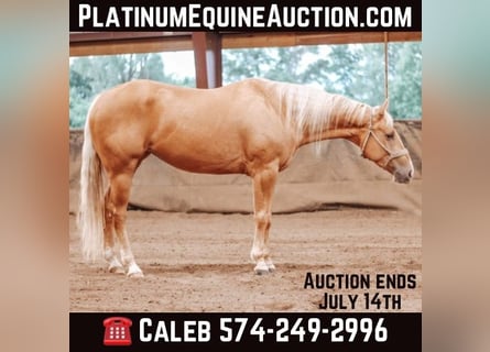 American Quarter Horse, Mare, 4 years, Palomino