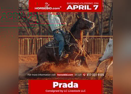 American Quarter Horse, Mare, 5 years, 14.1 hh, Bay