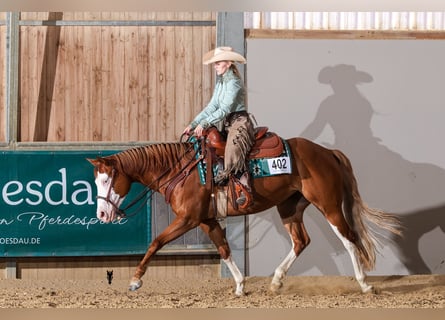 American Quarter Horse, Mare, 5 years, 14.2 hh, Chestnut-Red
