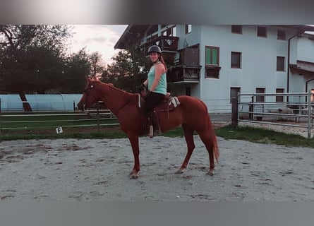 American Quarter Horse, Mare, 5 years, 14,2 hh, Chestnut-Red