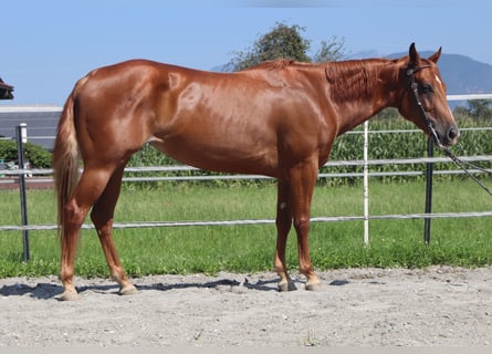 American Quarter Horse, Mare, 5 years, 14,2 hh, Chestnut-Red