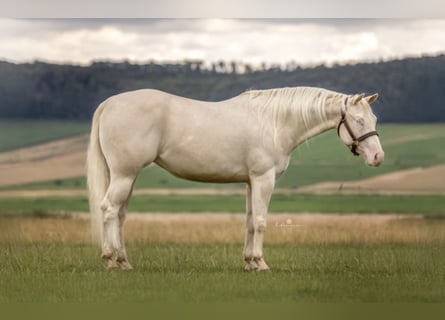 American Quarter Horse, Mare, 5 years, 14.2 hh, Cremello