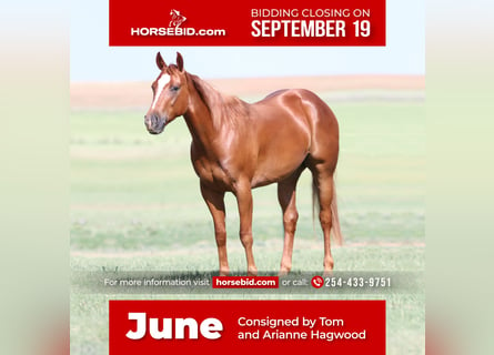 American Quarter Horse, Mare, 5 years, 14.2 hh, Sorrel