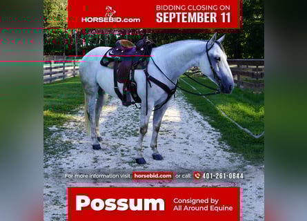 American Quarter Horse, Mare, 5 years, 14.3 hh, Gray