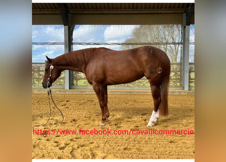 American Quarter Horse, Mare, 5 years, 14.3 hh, Palomino