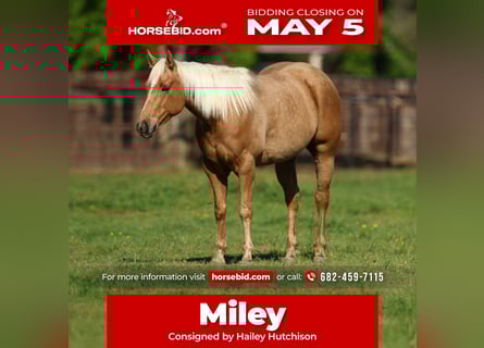 American Quarter Horse, Mare, 5 years, 14.3 hh, Palomino
