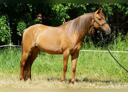 American Quarter Horse, Mare, 5 years, 14.3 hh, Red Dun