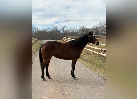 American Quarter Horse, Mare, 5 years, 14 hh, Bay