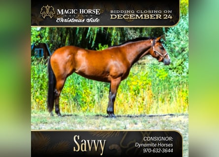 American Quarter Horse, Mare, 5 years, 14 hh, Bay