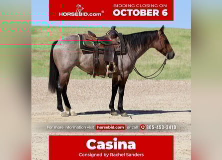 American Quarter Horse, Mare, 5 years, 14 hh, Roan-Bay