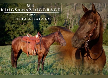 American Quarter Horse, Mare, 5 years, 14,1 hh, Black
