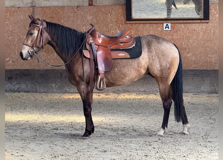 American Quarter Horse, Mare, 5 years, 14,1 hh, Buckskin