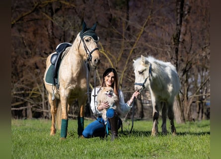 American Quarter Horse, Mare, 5 years, 14,1 hh, Palomino