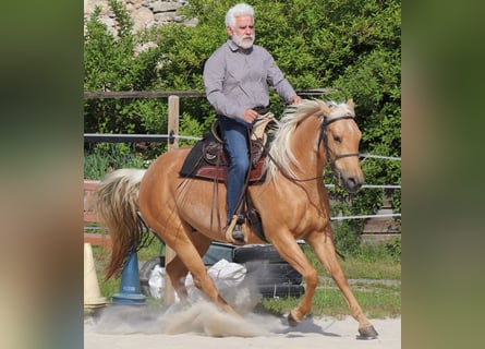 American Quarter Horse, Mare, 5 years, 14,2 hh, Palomino